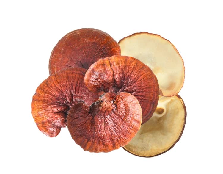 Mushrooms