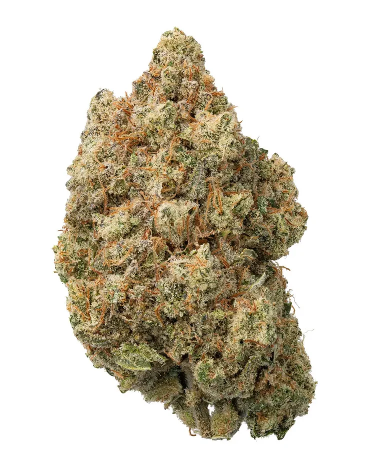 BLUE NERDS HYBRID