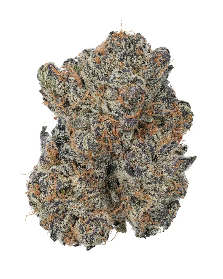 GOVERNMINT OASIS RARE EXOTIC INDICA