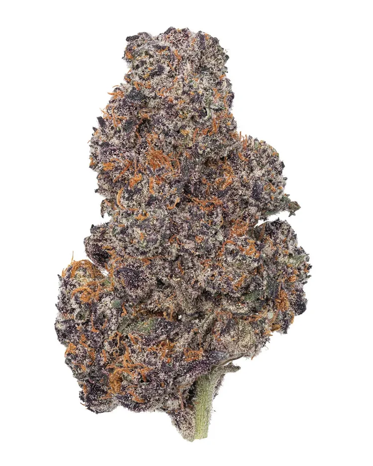 GUMBO INDICA
