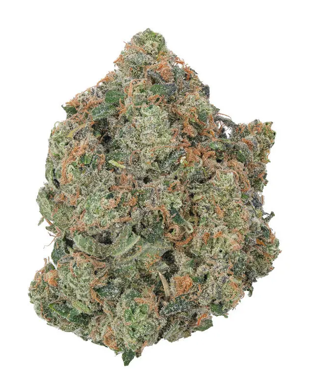 MIMOSA SATIVA