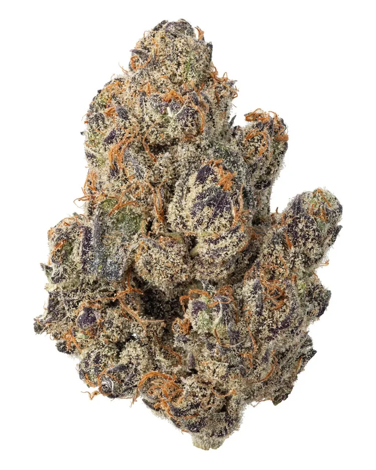 GUSHERS HYBRID-SATIVA